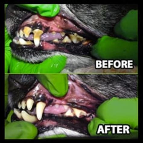 green dog dental reviews.